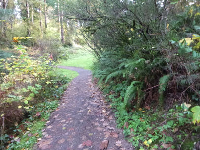 Hard-packed soil and gravel surface on the Redwood Trail